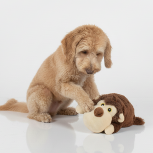 Skatrs Soft Bear Plush Snuggle Toy for Dogs